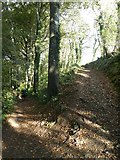 SX0952 : Zig-zag path through woods south of Polkerris by David Smith