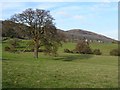 Oak tree and the Malvern Hills