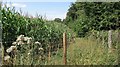 Forage maize, Buckland