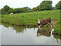 Canalside pasture near Barrow upon Trent