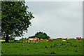 Cattle grazing north of Barrow upon Trent, Derbyshire