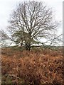 Hedgerow Oak