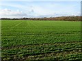 SO9644 : Arable field near Little Comberton by Philip Halling