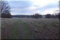 Petworth Park path