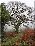 SO8697 : Farm track west of Castlecroft, Wolverhampton by Roger  D Kidd