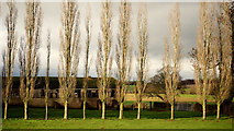 SO5523 : Row of poplars at Hendre farm, 2 by Jonathan Billinger