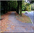 Tree-lined pavement, Pentwyn Road, Ton Pentre