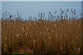 Taunton Deane : Crop Field