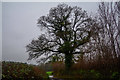 Taunton Deane : Country Lane