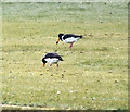 Oystercatchers at Sandhead