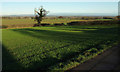 Field near Monkton Mains