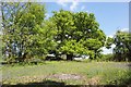 TM2743 : Oak tree, bluebells and bracken, Newbourne Springs Nature Reserve by Simon Mortimer