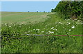 TL1678 : Farmland near Upton by Mat Fascione