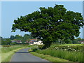 TL1279 : Tree along Hamerton Road by Mat Fascione
