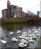 SK5803 : Swans on the Grand Union Canal in Leicester by Mat Fascione
