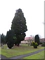 Holy Trinity, Lyne: churchyard (X)