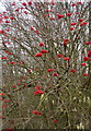 Guelder rose fruits in Water Lane, Ospringe