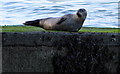 NS2071 : Seal at Inverkip by Thomas Nugent