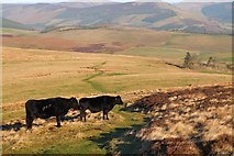 NT3031 : Black cattle on the Southern Upland Way by Jim Barton