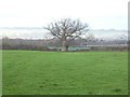 Bare trees by footpath north of Duddlestone