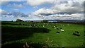 Cows grazing below April Rise Farm near Flint with view across Dee Estuary