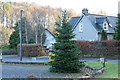 Christmas Tree, Carronbridge