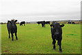 Black cattle near Hurley