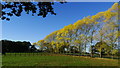 Autumn colours SW of Bowden Bank Farm, Over Peover