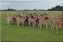 O1134 : Herd of Fallow Deer, Phoenix Park by N Chadwick
