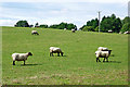 Pasture near Tixall in Staffordshire