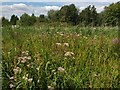 Tall herb fen, Thorpe Marshes Nature Reserve