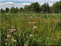 TG2608 : Tall herb fen, Thorpe Marshes Nature Reserve by Jeremy Halls