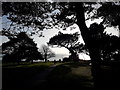 Bournemouth: path under trees on the West Cliff