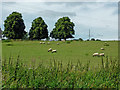 Canalside pasture south of Tixall in Staffordshire