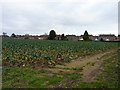 Field of sprouts