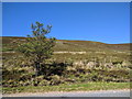 Tree by the side of the A939