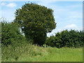 Footpath SR335 towards Croydon Road