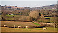 Sheep pasture at Elvastone