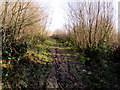 Muddy track through woodland, Cwmbach