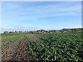 Approaching Odstone Farm