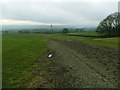 Horse gallops at Mount Hill