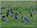 Brent Geese (Branta bernicla)