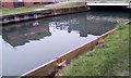 Geese on the New River, Palmers Green