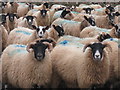 NT7070 : Sheep at Wester Aikengall by M J Richardson