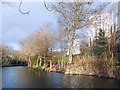 Tower blocks behind the trees