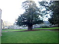 Yew tree at Llanfair church