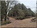 Track Junction in Frithys Wood