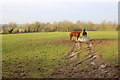 Horses Near Kent