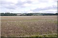 Oilseed rape stubble, Haughs of Kinnaird