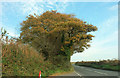 Trees by the A3122